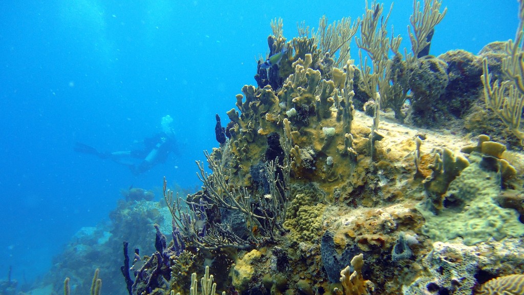 Deniz Süngeri ile Mercan Arasındaki Tartışma Çok Eski Bir Tartışmadır. Antik Çağlardan bu yana insanlar, derin okyanusların inanılmaz karmaşıklığından büyülenmiş ve içinde yaşayan süngerlerin ve mercanların şaşırtıcı güzelliğini ve karmaşıklığını anlamak için çabalamışlardır. Süngerler ve Mercanlar Çok Farklı Görünse de Her İkisinde de Benzer Düzeyde Biyoçeşitlilik ve Biyolojik Adaptasyonlar Var, Bu da Birini Diğerinden Ayırmayı Zorlaştırıyor.